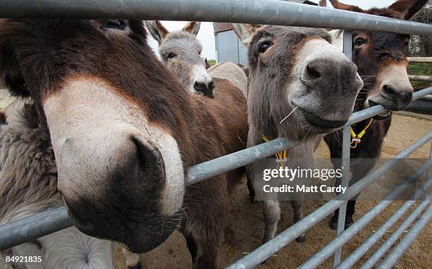 Donkeys sniff at a gate at The Donkey Sanctuary, Sidmouth, on February 18, 2009 in Devon, England. The Donkey Sanctuary, one of the UK's largest...