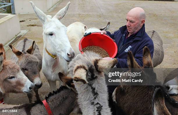 Ron Taylor, farm worker and groom at the Donkey Sanctuary in Sidmouth, feeds some of the donkeys on February 18, 2009 in Devon, England. The Donkey...