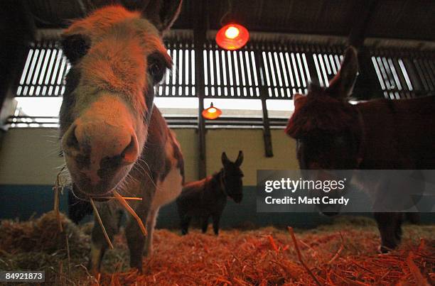 Donkeys in a barn at The Donkey Sanctuary, Sidmouth, on February 18, 2009 in Devon, England. The Donkey Sanctuary, one of the UK's largest animal...