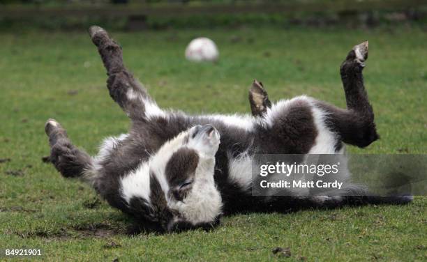 Four-month-old donkey foal Francesca in a paddock at The Donkey Sanctuary, Sidmouth, on February 18, 2009 in Devon, England. The Donkey Sanctuary,...