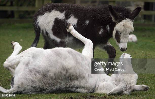 Donkey Rosie rolls on the grass beside her 4-month-old foal Francesca in a paddock at The Donkey Sanctuary, Sidmouth, on February 18, 2009 in Devon,...