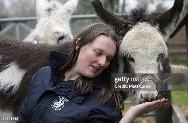 Emma Grattan, a groom at the Donkey Sanctuary, feeds 4-month-old foal Francesca on February 18 2009 in Sidmouth, Devon, England. The Donkey...