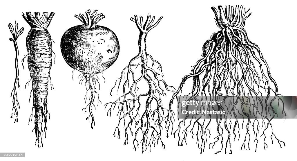 Types of roots