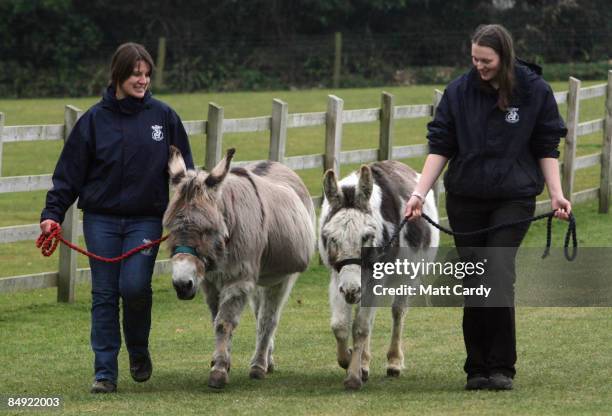 Amanda Gordon and Emma Grattan, grooms at the Donkey Sanctuary, Sidmouth, walk a pair of donkeys in a paddock on February 18 2009 in Devon, England....