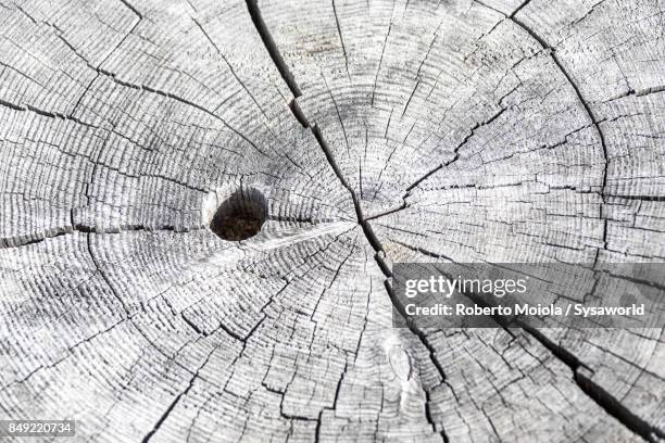 close up of tree trunk, san romerio alp, switzerland - brusio grisons stock pictures, royalty-free photos & images