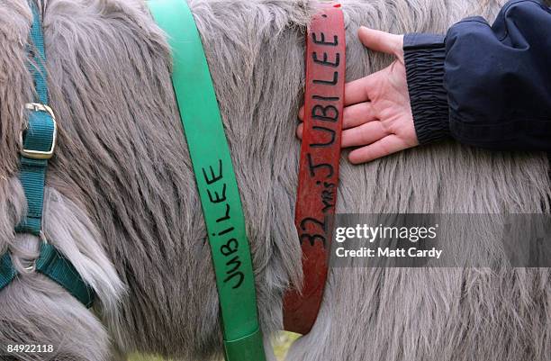 Emma Grattan a groom at the Donkey Sanctuary, adjusts a name collar on 32 year old donkey 'Jubilee' at The Donkey Sanctuary, Sidmouth, on February...