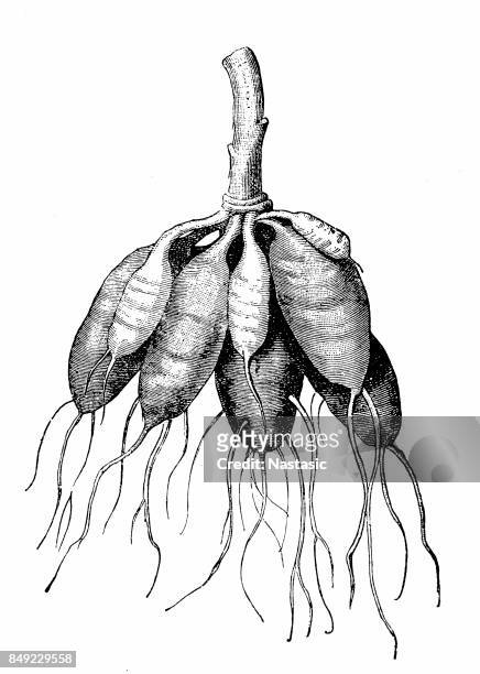 dahlia root - root vegetable stock illustrations