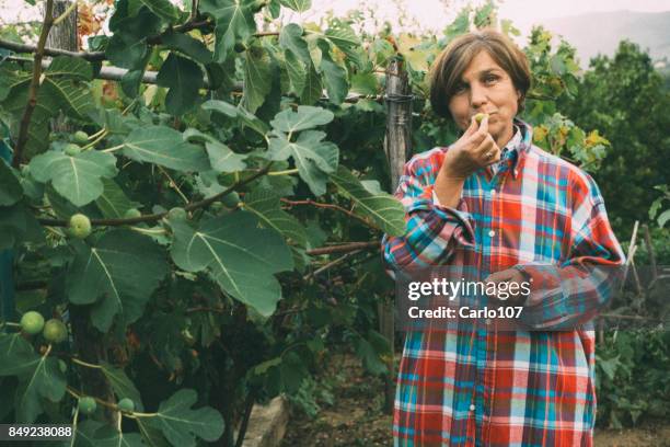 mujer senior en un huerto - fig fotografías e imágenes de stock