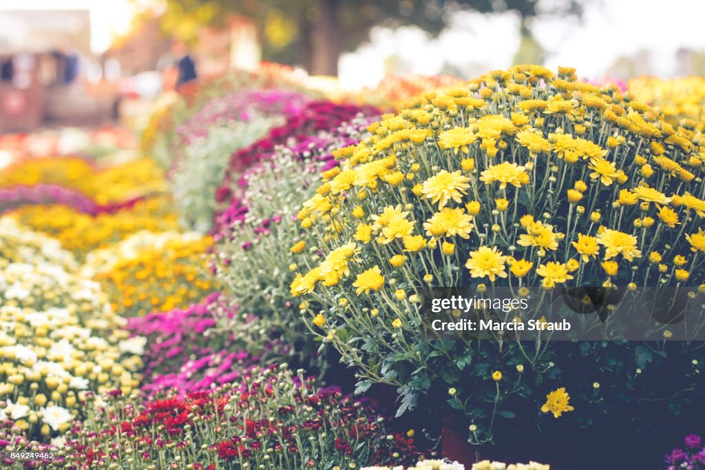 Colorful Chrysanthemums in Autumn