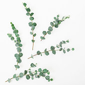 Floral layout made of eucalyptus branches on white background. Flat lay, top view