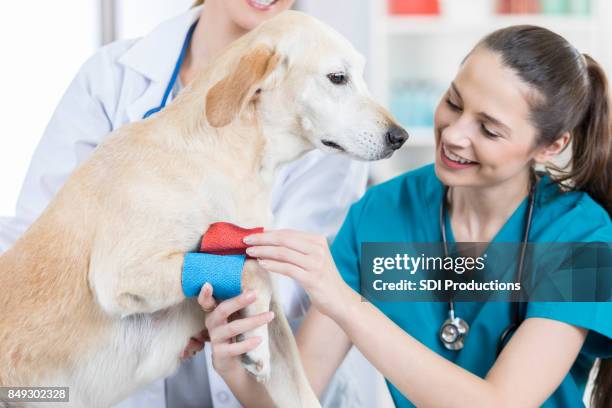 dog with injured leg receives treatment - injured leg stock pictures, royalty-free photos & images