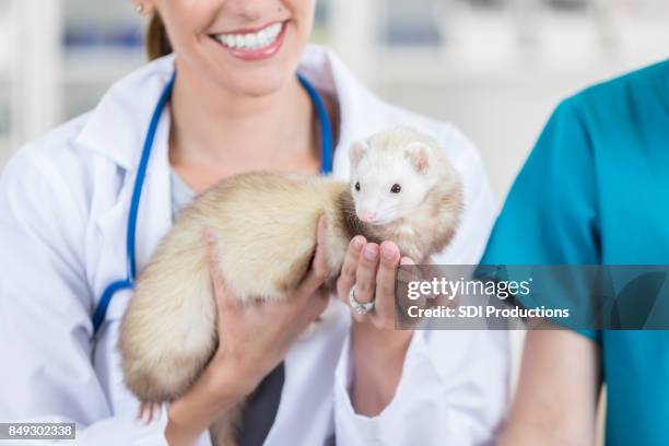 smiling vet examines pet ferret - mustela putorius furo stock pictures, royalty-free photos & images