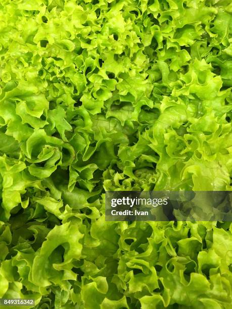 full frame of fresh lettuce - lettuce - fotografias e filmes do acervo