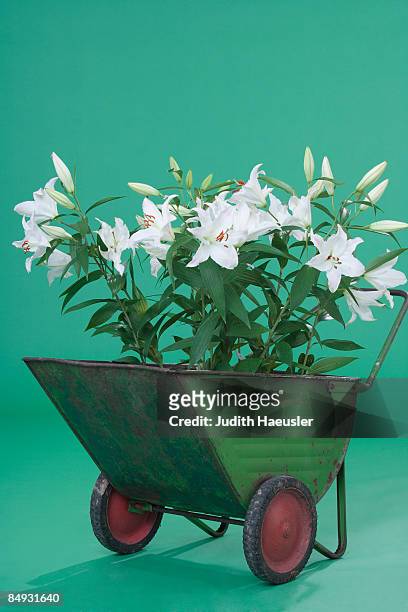 fleurs-de-lis in wheelbarrow - lili gentle fotografías e imágenes de stock