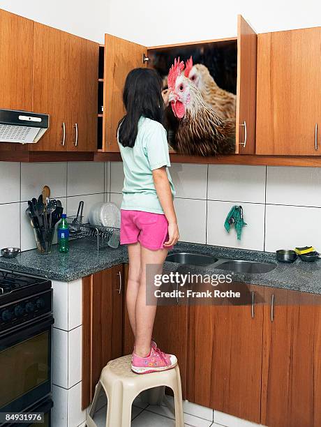 chicken in a kitchen cupboard with girl touching - santa cruz de la sierra bolivia stockfoto's en -beelden