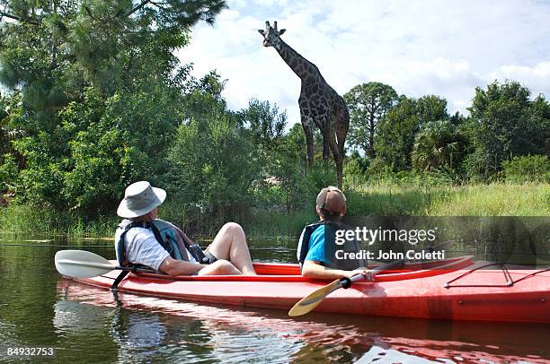 kayaking - white giraffe bildbanksfoton och bilder