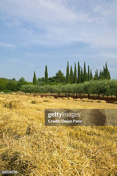 hay bales on reaped field - reaped stock pictures, royalty-free photos & images