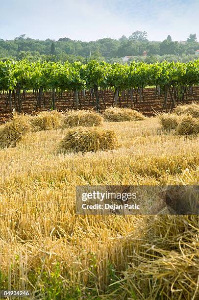 hay bale on reaped field, vineyard in background - reaped stock pictures, royalty-free photos & images