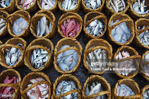 egypt, alexandria, fish market. - alexandria egypt stock-fotos und bilder