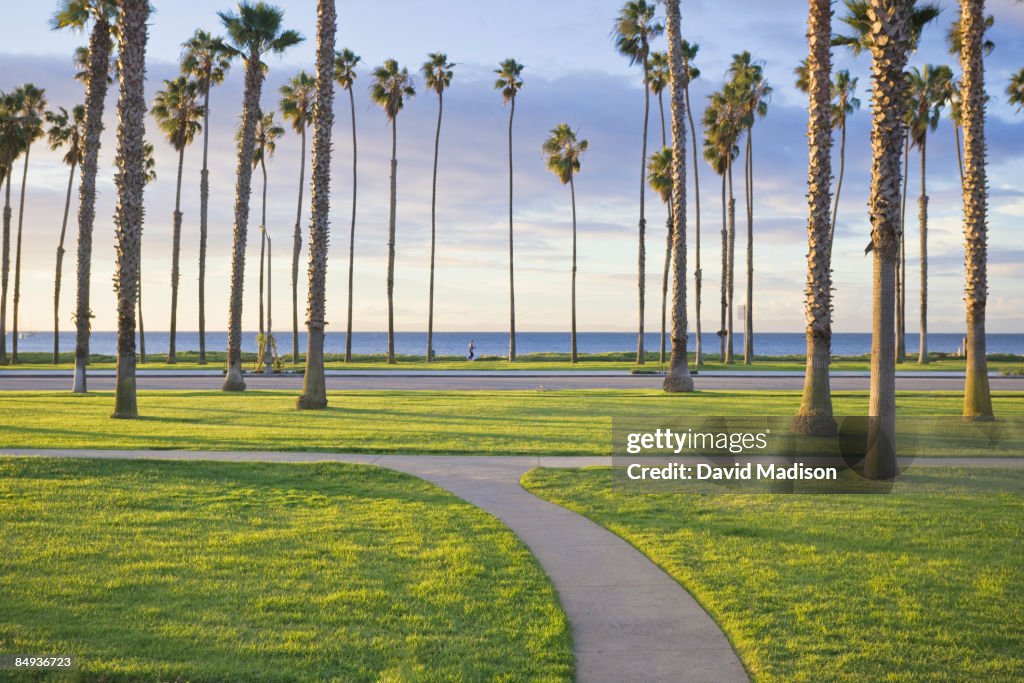 Palm trees, ocean and runner.