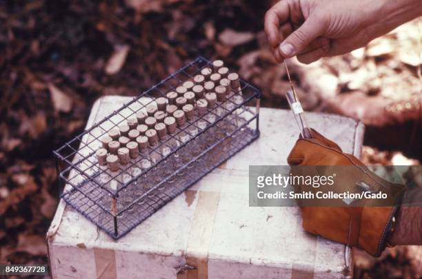Rack of multiple blood samples on top of a cooler during an arbovirus field study, 1974. Image courtesy CDC.