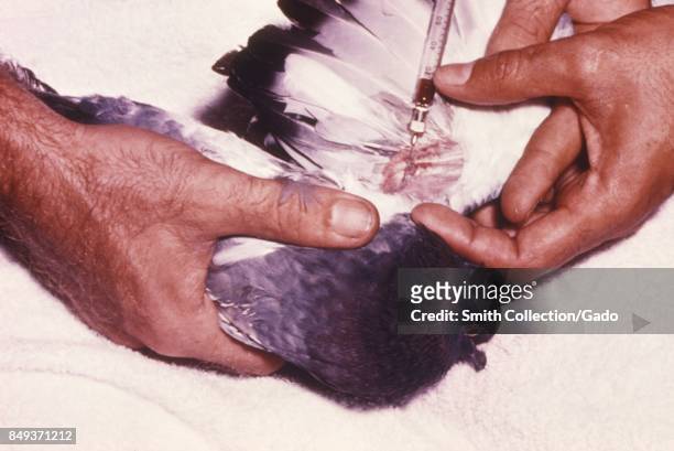 Close-up of the hands of a scientist extracting a blood sample from the wing of pigeon during a study of arboviruses, including West Nile Virus,...