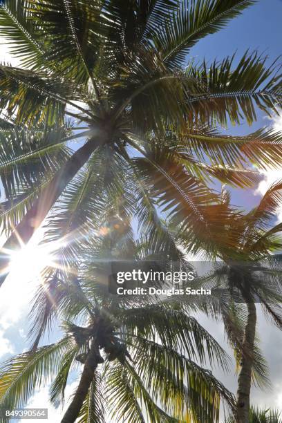sun glare through the overhead palm trees - overhead desert stockfoto's en -beelden