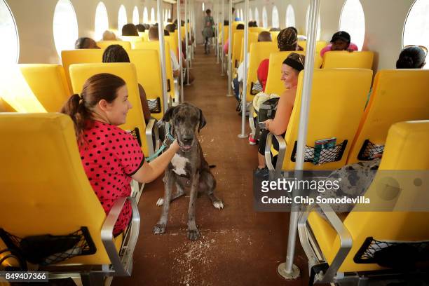 Brandie Cooksey and her family dog Bobzilla, a 140-pound Great Dane, prepare to take the Queen Elizabeth IV to St. Croix, on September 18, 2017 in...