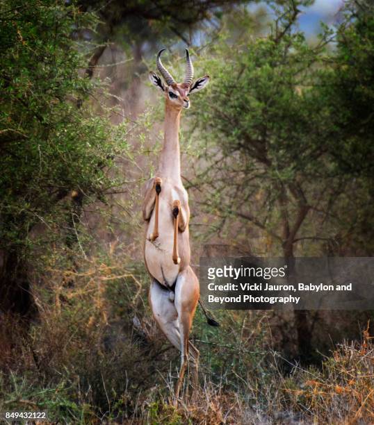 gerenuk standing tall in funny pose at amboseli, kenya - dierlijk gedrag stockfoto's en -beelden