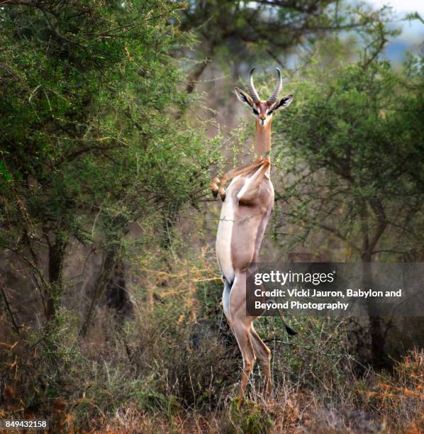 curious gerenuk looking at camera - antilop bildbanksfoton och bilder