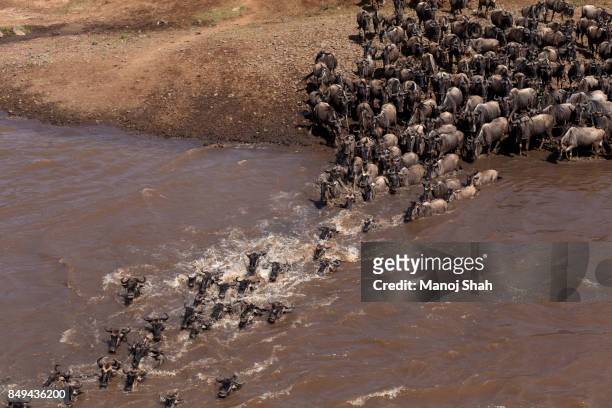 wildebeest crossing mara river - river mara stock pictures, royalty-free photos & images