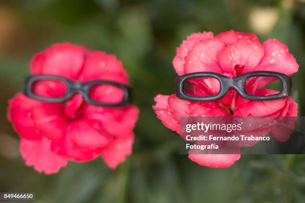 two flowers with glasses - miope and humor fotografías e imágenes de stock