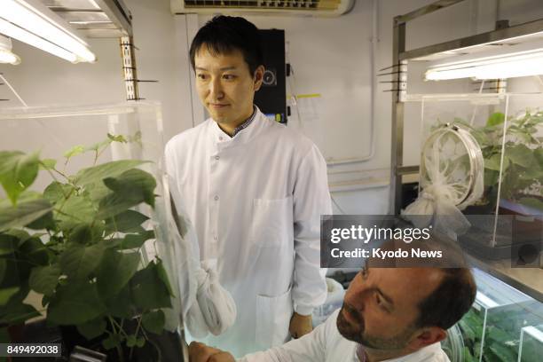 Dick Shaw , country director for CABI UK, and research scientist Daisuke Kurose study psyllids on a Japanese knotweed plant in the organization's...