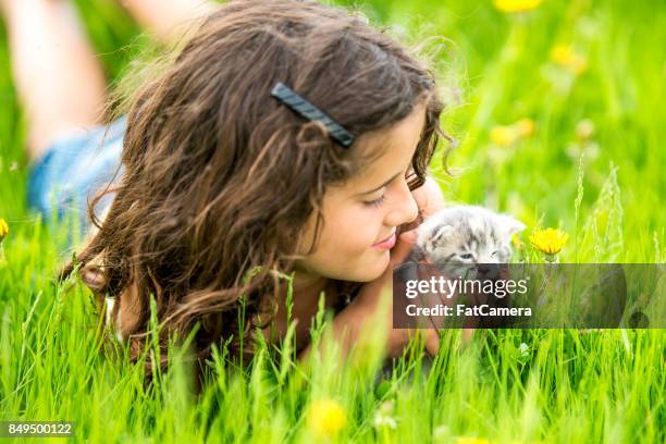 piccola palla di pelo - gattini appena nati foto e immagini stock