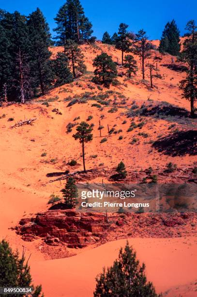 trees growing in sand dunes - coral pink sand dunes state park - utah, usa - coral pink sand dunes state park stock pictures, royalty-free photos & images