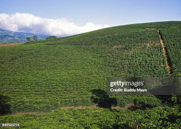 coffee plantation - costa rica coffee stock pictures, royalty-free photos & images