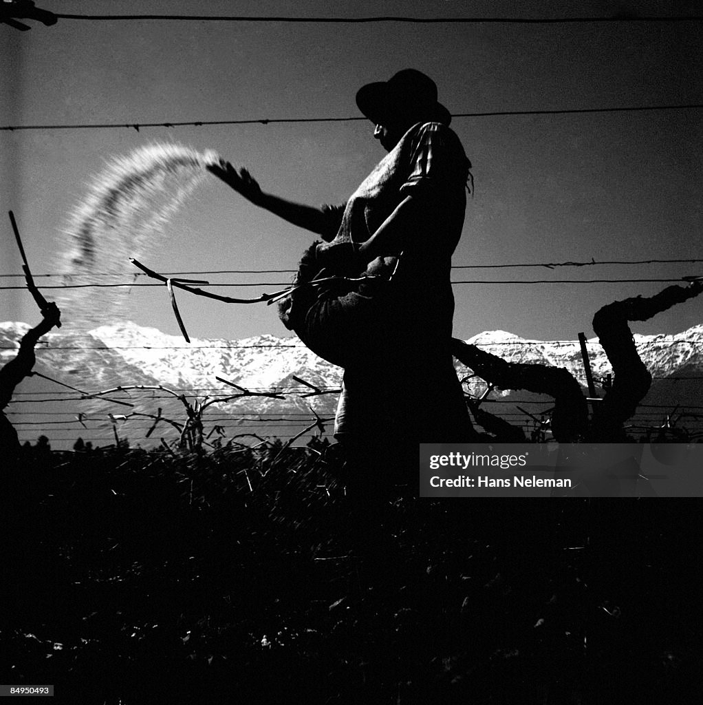 Low angle view of a farmer fertilizing vineyards.