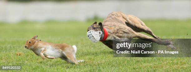 King Rooney turns the Hare during the Greyhound and Pet World Oaks Race at the National Coursing Championships in Clonmel, Co Tipperary.