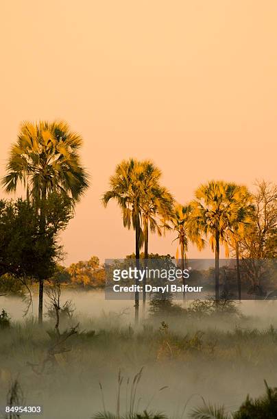 the rising sun illuminates a group of palms in the okavango delta near jao camp, botswana - sun and palms stock-fotos und bilder