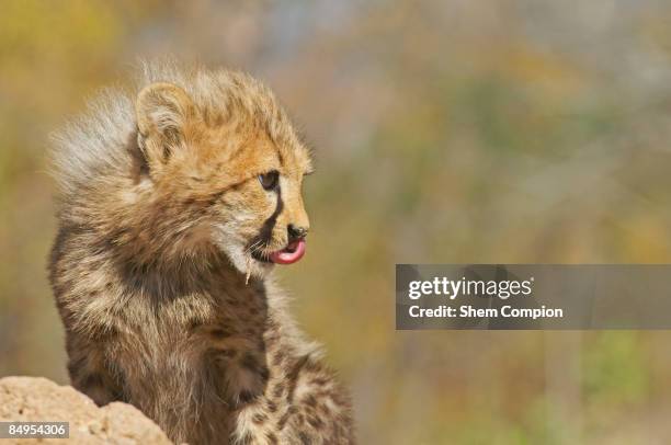 a cheetah cub (acinonyx jubatus) licks its nose whilst eating. hoedspriut endangered breeding centre, limpopo province, south africa - wildkatzenart stock-fotos und bilder