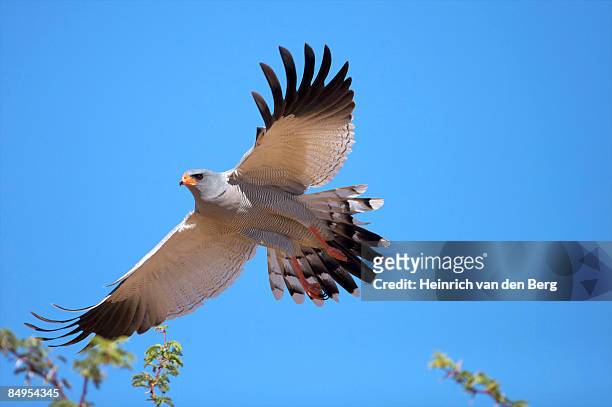 pale chanting goshawk (melierax canorus) in flight, kgalagadi transfrontier park, northern cape province, south africa - freek van den bergh stock pictures, royalty-free photos & images
