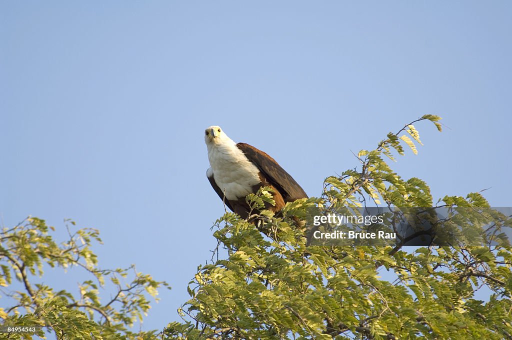 Low angle view of Fish eagle on a tree in lake Kariba, Zimbabwe