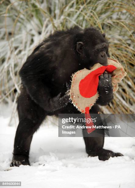 Chimpanzee at Whipsnade Zoo during a Valentine's Day photocall where the chimpanzees were given treats hidden in large heart bags.