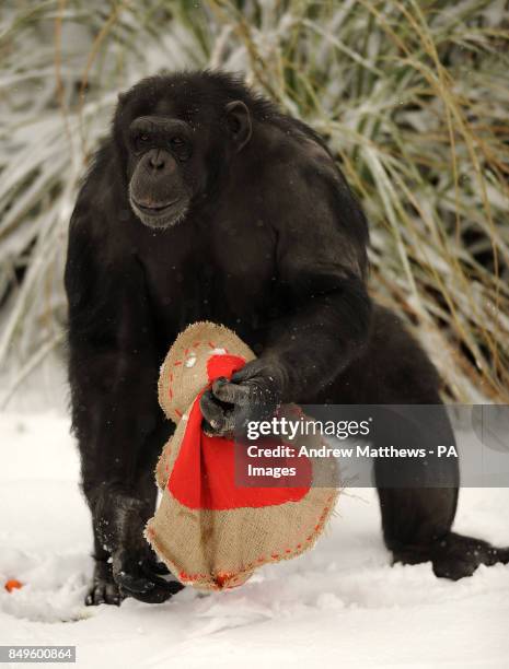 Chimpanzee at Whipsnade Zoo during a Valentine's Day photocall where the chimpanzees were given treats hidden in large heart bags.