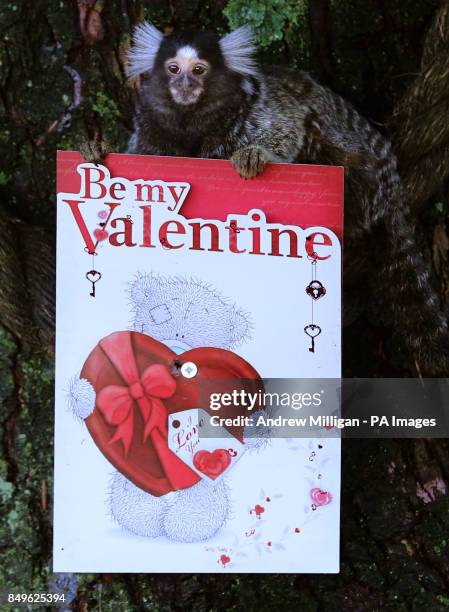 Marmoset looks at a Valentine's Day card at Blair Drummond Safari Park near Stirling.