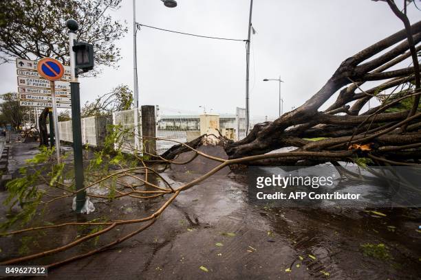 An uprooted tree is pictured on Boulevard Chanzy in downtown Pointe-a-Pitre on September 19, 2017 in the French territory of Guadeloupe after the...