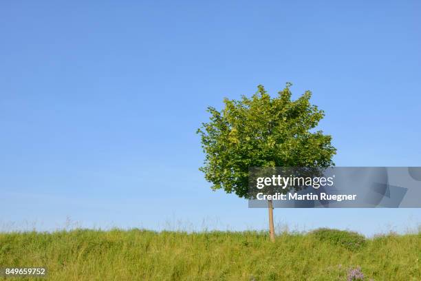solitude tree (acer platanoides / norway maple). - acer platanoides stock-fotos und bilder