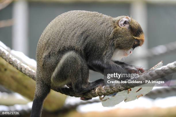 De Brazza's monkey at Twycross Zoo, Atherstone, Warwickshire.