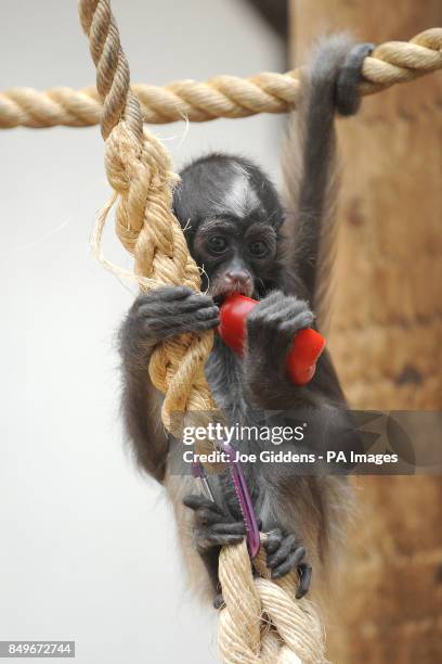 Flo, a variegated spider monkey at Twycross Zoo, Atherstone, Warwickshire.
