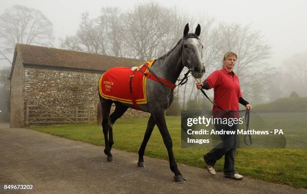Gevrey Chambertin is lead out during the visit to David Pipes Stables at Pond House, Nicholashayne.